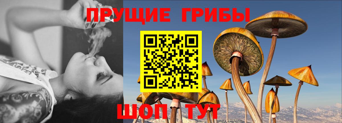 Псилоцибиновые грибы Psilocybine cubensis Заринск